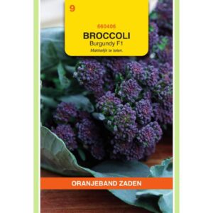 OBZ Sprouting Broccoli Burgundy F1